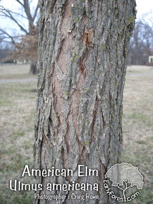 elm tree leaves identification. american elm tree leaves.