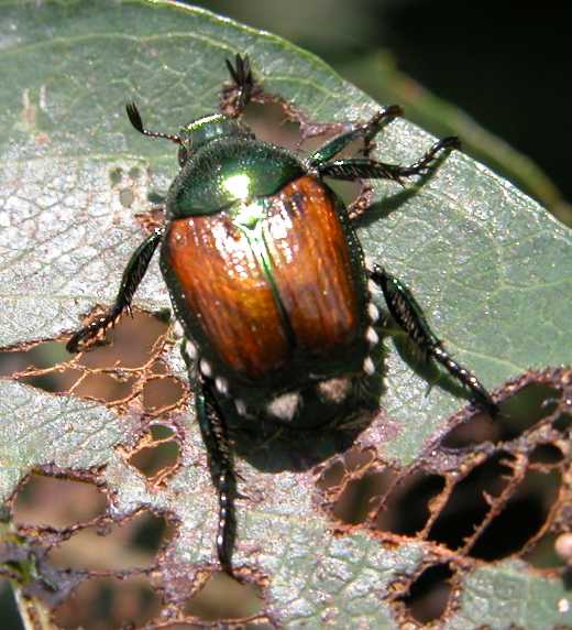 japanese beetle minnesota