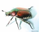 Japanese beetles minnesota