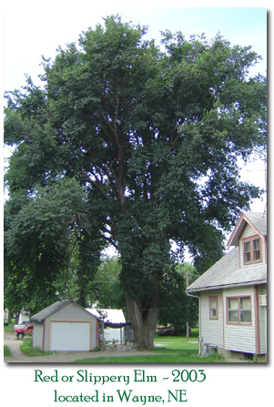 red elm tree bark. Tree Treatment Bloomington MN